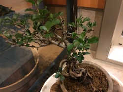 ミニ　梅の盆栽